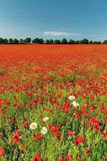 Poppies Prints: Field of Poppies & Farm, near Anmer, Norfolk, England