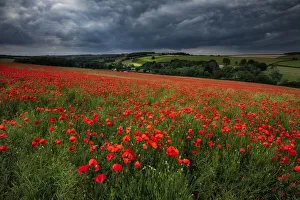 Field of poppies, Forston, Dorset, England, UK