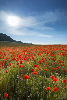 Field of Poppies, Guildford, Surrey, England, UK