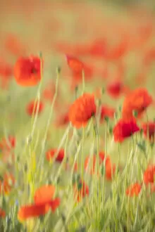 Images Dated 2nd June 2020: Field of Poppies, Guildford, Surrey, England, UK
