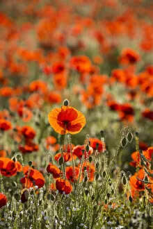 Images Dated 2nd June 2020: Field of Poppies, Guildford, Surrey, England, UK