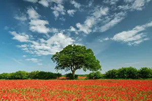 Poppies Prints: Field of Poppies, near Ringstead, Norfolk, England