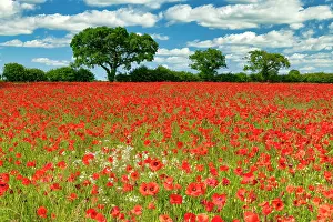 Poppies Prints: Field of Poppies, near Ringstead, Norfolk, England