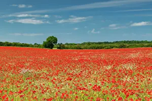 Poppies Prints: Field of Poppies, near Ringstead, Norfolk, England