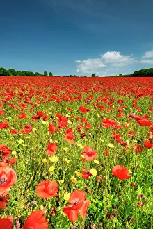 Poppies Prints: Field of Poppies, near Ringstead, Norfolk, England
