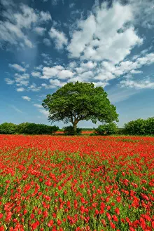 Poppies Prints: Field of Poppies, near Ringstead, Norfolk, England