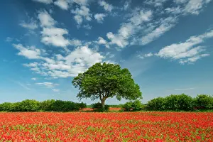Poppies Prints: Field of Poppies, near Ringstead, Norfolk, England