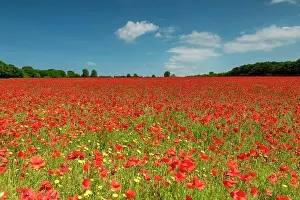 Poppies Prints: Field of Poppies, near Ringstead, Norfolk, England