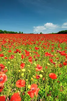 Poppies Prints: Field of Poppies, near Ringstead, Norfolk, England