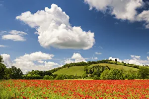 Poppies Prints: Field of Poppies, near San Giovanni d Asso, Tuscany, Italy