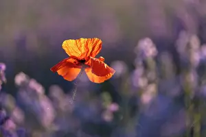 Poppy Prints: Field Poppy (Papaver rhoeas) in lavender field, near Bratsigovo, Bulgaria, June 2024