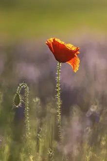 Poppy Prints: Field Poppy (Papaver rhoeas) in lavender field, near Bratsigovo, Bulgaria, June 2024
