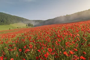 Papaver Prints: Field of Red poppy (Papaver rhoeas) in the Thuringian Rhoen