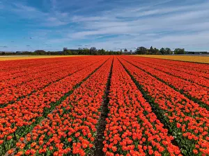 Holland Prints: Field of Red Tulips, Holland, Netherlands