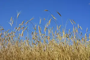 Cereal Prints: A field of rye. Pitoes das Junias. Peneda Geres National Park, Portugal