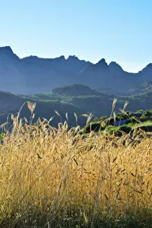 A field of rye at sunset with the mountain range of Pitoes das Junias in the background