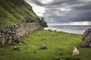 Sheep Prints: Field stone wall in Talisker Bay, Minginish Peninsula, Isle of Skye, Highlands, Scotland