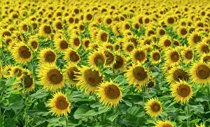 Northern Spain Prints: Field of Sunflowers, Aragon, Spain