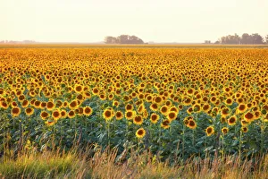 Sunflower Prints: A field of sunflowers in the Argentine pampas, Colmar, Buenos Aires province, Argentina