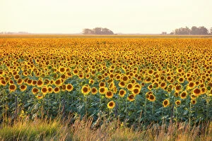 Images Dated 27th April 2023: A field of sunflowers in the Argentine pampas, Colmar, Buenos Aires province, Argentina