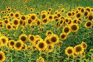 Images Dated 1st March 2023: Field of Sunflowers, Castel San Felice, Umbria, Italy