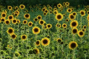 Images Dated 1st March 2023: Field of Sunflowers, Castel San Felice, Umbria, Italy