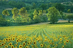 Agricultural Prints: Field of Sunflowers, Castel San Felice, Umbria, Italy