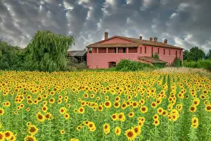 Sunflowers Prints: Field of Sunflowers & Farmhouse, Umbria, Italy, Europe