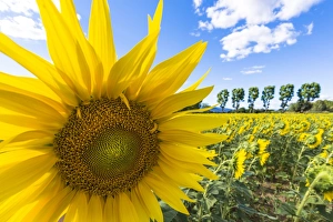 A field of sunflowers, Provence, France