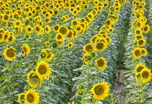 Images Dated 25th September 2017: A field of sunflowers, Provence, France