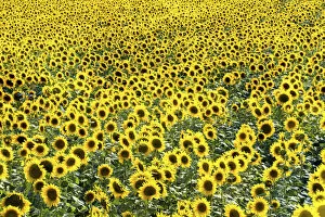 Sun Flower Gallery: Field of Sunflowers, Provence, France