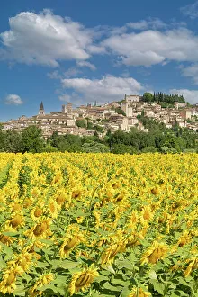 Crop Prints: Field of Sunflowers at Spello, Umbria, Italy Spello, Umbria, Italy