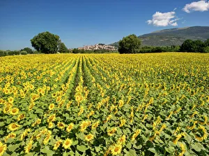 Sunflower Prints: Field of Sunflowers, Spello, Umbria, Italy