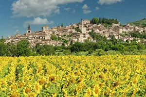 Crop Prints: Field of Sunflowers at Spello, Umbria, Italy