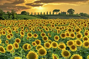 Sunflowers Prints: Field of Sunflowers at Sunset, near Buonconvento, Tuscany, Italy, Europe