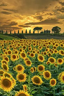 Sunflowers Prints: Field of Sunflowers at Sunset, near Buonconvento, Tuscany, Italy, Europe