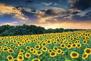 Sun Flower Gallery: Field of Sunflowers at Sunset, Provence, France