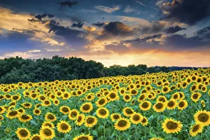 Sun Flower Gallery: Field of Sunflowers at Sunset, Provence, France