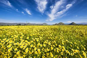 Images Dated 21st March 2017: Field of Tidytips Wildflowers, Hemet, California, USA