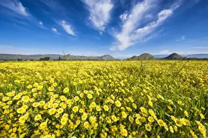 Abundance Prints: Field of Tidytips Wildflowers, Hemet, California, USA