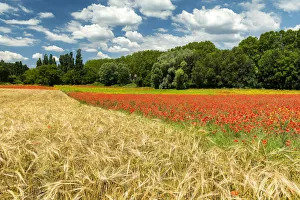 Poppy Prints: Field of Wild Poppies & Wheat, near Apt, Provence, France