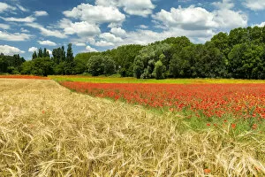 Field of Wild Poppies & Wheat, near Apt, Provence, France