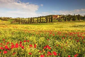 Field of Wildflowers & Villa, Tuscany, Italy