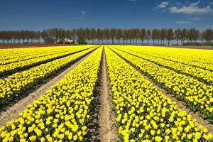 Images Dated 22nd April 2018: Field of Yellow Tulips, Abbenes, Holland, Netherlands