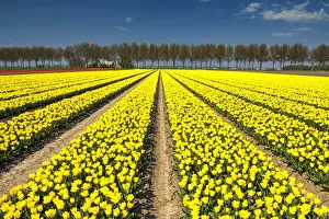 Field of Yellow Tulips, Abbenes, Holland, Netherlands