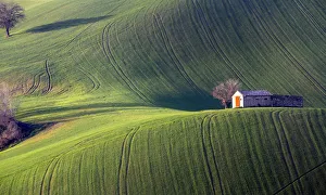 Marche Prints: Fields cultivated in the Marche countryside, Monte San Giusto village, Macerata district