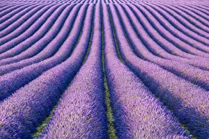 Lavander Collection: Fields of Lavender, Provence, France