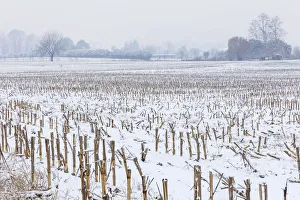 Maize Prints: Fields of maize after a rare snowfall, Como province, Lombardy, Italy, Europe