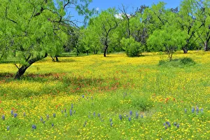 Oaks Prints: Fields of wildflowers and spring mesquite trees, Burnet County, Texas, USA