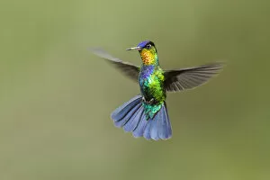 Images Dated 14th January 2021: Fiery-throated Hummingbird (Panterpe insignis), Costa Rica